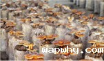 食用菌种植